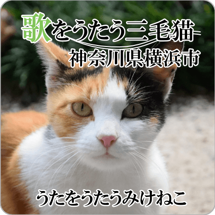 歌をうたう三毛猫　神奈川県横浜市