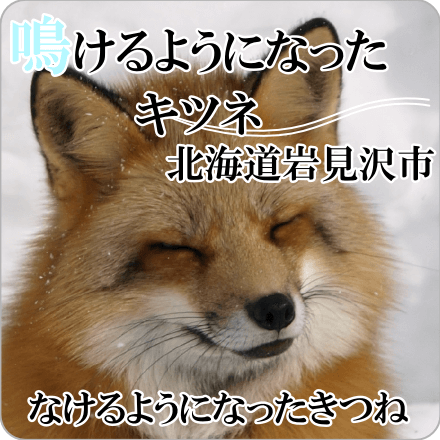 鳴けるようになったキツネ　北海道岩見沢市