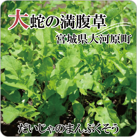 大蛇の満腹草　宮城県大河原町